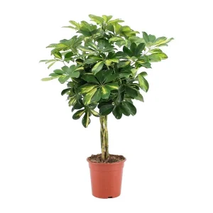 Dwerg=Parapluplant, Groene Plant, Schefflera Arboricola Gold Capella