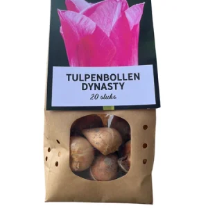 Dynasty - Tulpenbollen 20 stuks, roze bloemen met een subtiele witte rand, bloembollen, leuk cadeau