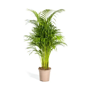 Dypsis Areca Lutescens – Goudpalm – Kies hoogte van 80 tot 170 cm