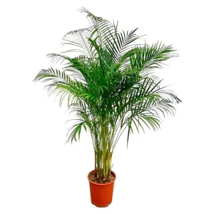 Dypsis Lutescens (Areca Palm) - Grote Kamerplant - Goudpalm - Luchtzuiverende Binnenplant