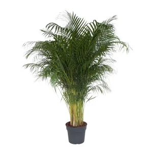 Dypsis Lutescens - Exotische Areca Palm / Goudpalm voor Thuis