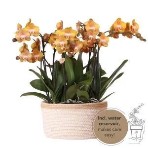 Echte Blikvanger,Oranja Orchideën Las Vegas, Plantenset in Katoenen Mand, KadoTip, Vlinder Orchidee Las Vegas