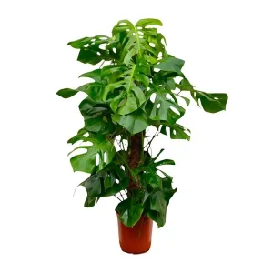 Een XXL Gatenplant, Groene Kamerplant, Tropisch, Monstera Deliciosa XXL