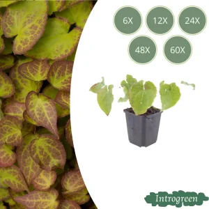 Elfenbloem ‘Frohnleiten’