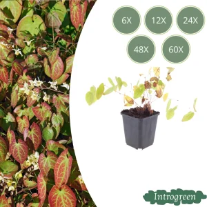 Elfenbloem ‘Niveum’