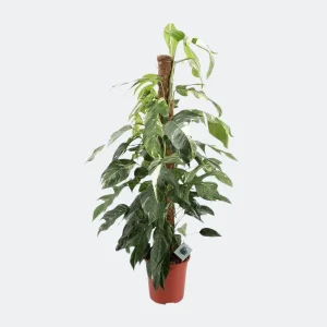 Epipremnum Pinnatum Albo Variegata - ca. klimplant & kamerplant