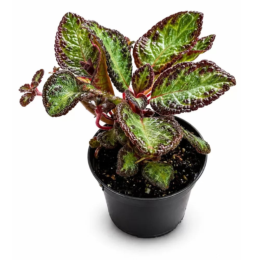 Episcia reptans - Image 2