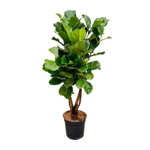 Esthetische Ficus Lyrata XL variant - Vertakte Ficus binnen