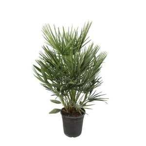 Europese dwergpalm
