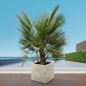 Europese Dwergpalm