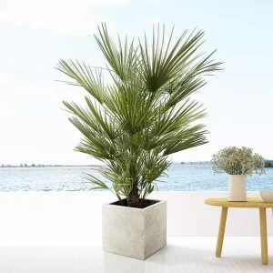 Europese Dwergpalm