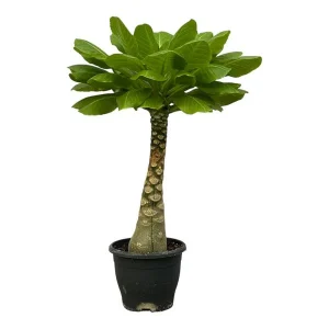 Exotische kamerplant Birghamia Insignis (Hawaiiaanse Palmboom)