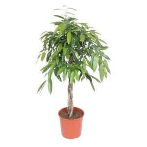Ficus Amstel King - gevlochten stam