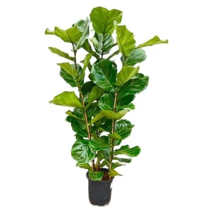 Ficus Lyrata Kamerplant - Vioolbladplant Struik - Groene vijg