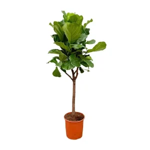Ficus Lyrata met viool vormige bladeren, Vioolbladplant boom variant
