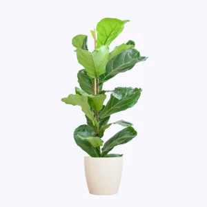 Ficus Lyrata – Vioolbladplant – 80 cm – Ø21 – kies uit Viber pot of mand