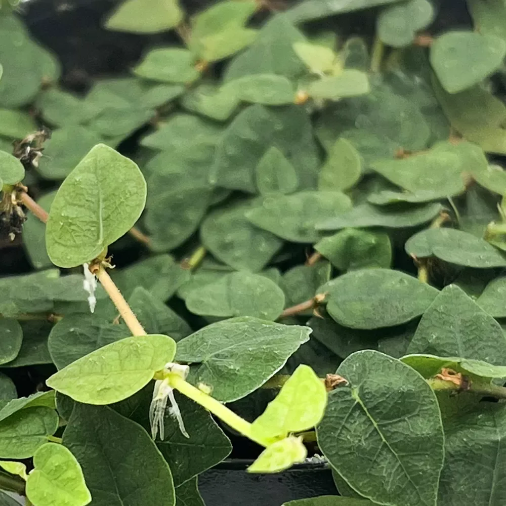 Ficus Pumila Minima Colombia - Image 2
