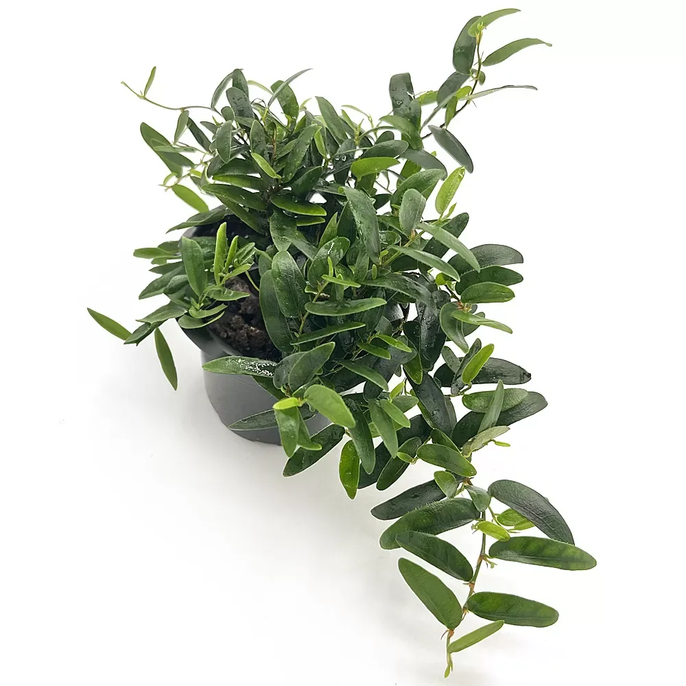 Ficus Punctata