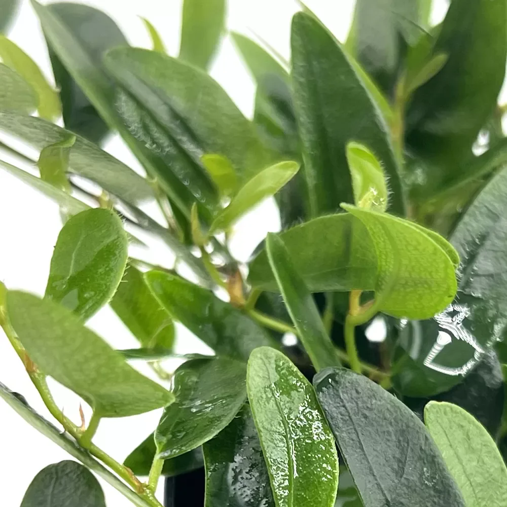 Ficus Punctata - Image 2