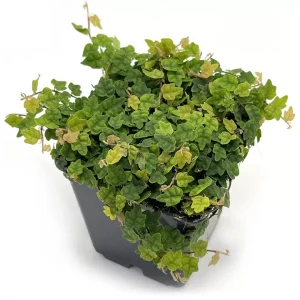 Ficus Quercifolia