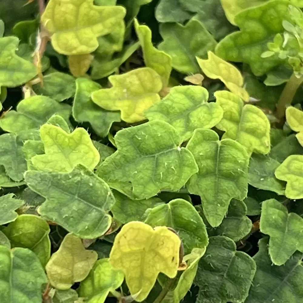 Ficus Quercifolia - Image 2