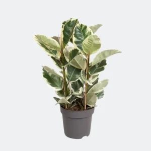 Ficus Tineke kamerplant | ca. Rubberboom | Vijg Elastica Tineke