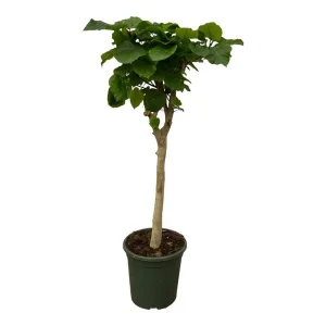 Ficus Umbellata Stam