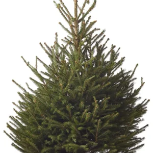 Fijnspar in pot - Kerstboom - 125 cm