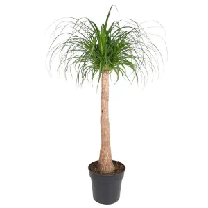 Flessenboom (Beaucarnea stam) kamerplant schaduw/ half-schaduw