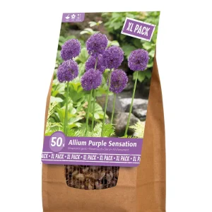 Florex Allium - Bloembollen - XL zak