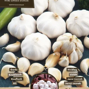 Florex Allium sativum - Knoflook - 3 Stuks