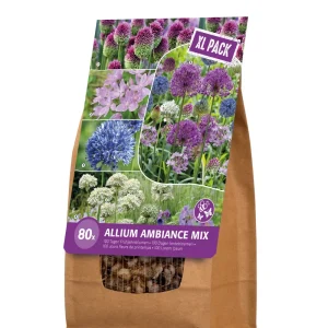 Florex Ambiance Allium - Bloembollen - XL zak