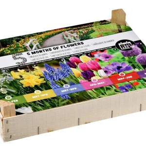 Florex Bloembollen mix - 5 maanden bloemen - in Kistje