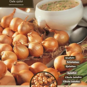 Florex Golden Gourmet Allium ascalonicum - Sjalotten - 250 Gram