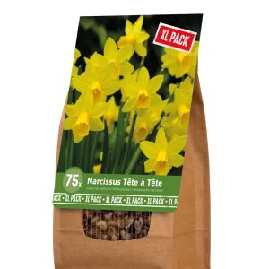 Florex Narcis - Bloembollen - XL zak