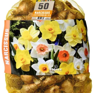 Florex Narcissen Voordeelverpakking - Bloembollen