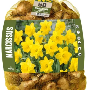 Florex Narcissen Voordeelverpakking - Bloembollen