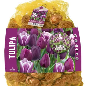 Florex Tulp - Allium - Bloembollen