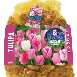 Florex Tulp - Blauwe druifjes- Bloembollen