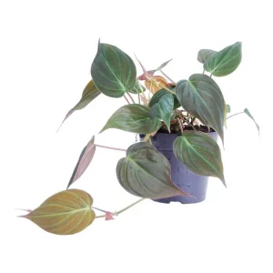 Fluweel Phihlodendron