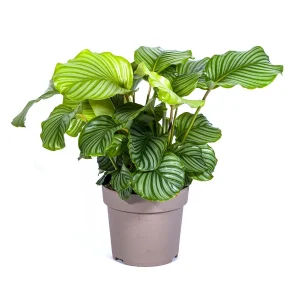 Fluwelenplant, Zilvergoen Rond Blad,Tropische Kamerplant,Calathea Orbifolia