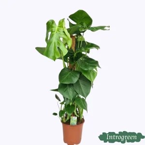 Gatenplan met Mosstok, Groene Kamerplant, Tropisch, Monstera Deliciosa