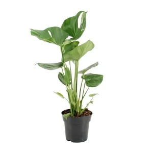 Gatenplant, Groene Kamerplant, Tropisch, Monstera Deliciosa