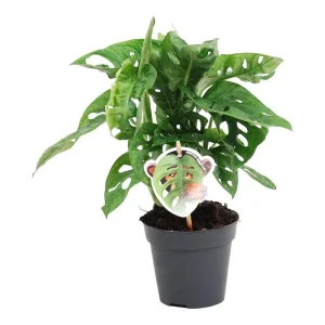 Gatenplant, Monkey Leaf