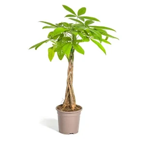 geldboom Pachira Aquatica