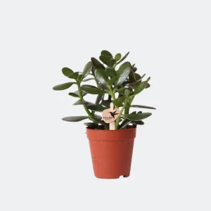 Geldboom, Vetplant Crassula Ovata