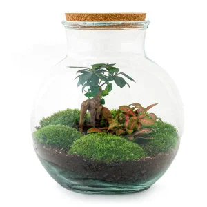 Glazen Plantenbak! - Teddy Bonsai - DIY
