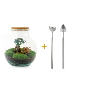 Glazen Plantenbak! - Teddy Bonsai - DIY - met hark, schep