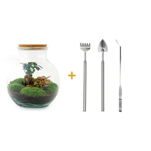 Glazen Plantenbak! - Teddy Bonsai - DIY - met hark, schep, pincet