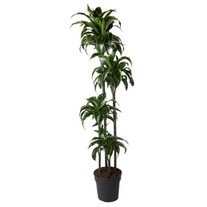 Gouden Drakenplant binnen (Dracaena Dorado) - Halfschaduw staanplaats